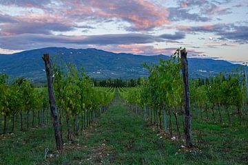 Wijnvelden in Toscane, Italië wolkenlucht tijdens zonsondergang van Discover Dutch Nature
