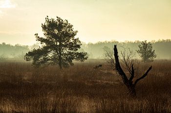 Silence in the Morning Mist