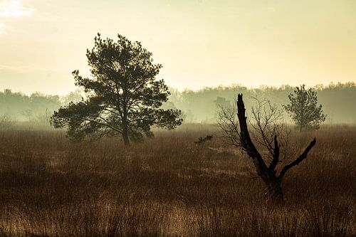 Stilte in de Ochtendmist