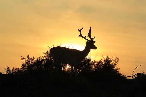 Sunset fallow deer