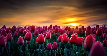 Zonsopkomst bij een tulpenveld van Peter van der Waard