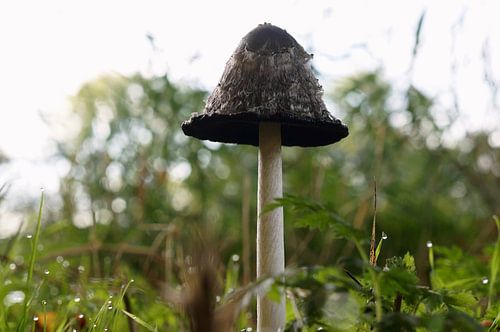 champignon à l'encre sur Madeltijntje