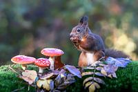 Squirrel in an autumn forest with mushrooms and leaves.