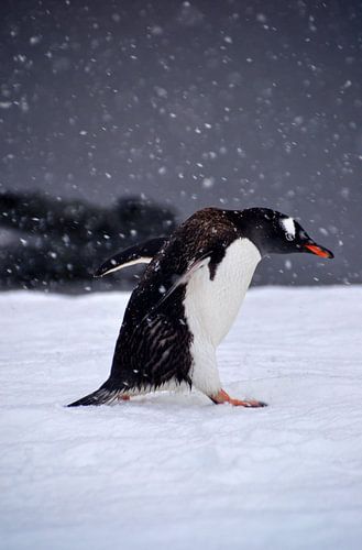 Gentoo pinquin in battle with the elements.
