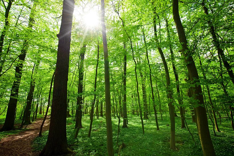 Spring Forest by Bo Valentino