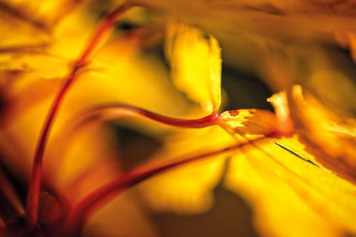 Maple leaves in autumn