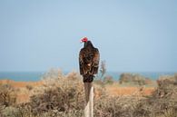 Turkey vulture van BL Photography thumbnail