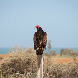 Turkey vulture by BL Photography