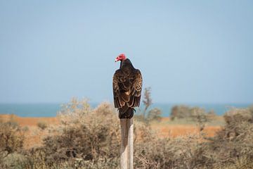 Turkey vulture van BL Photography