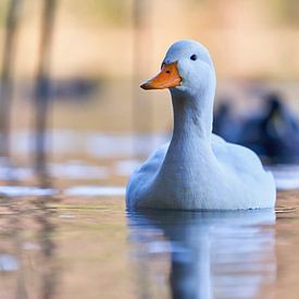 Duck on the Alpsee by Einhorn Fotografie