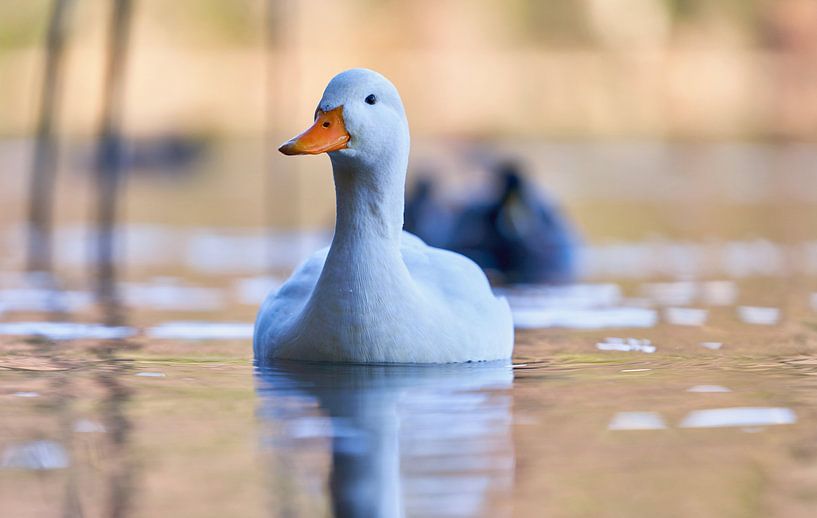 Ente auf dem Alpsee von Einhorn Fotografie