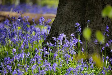 Neigembos, beautiful bluebells, Belgium by Imladris Images