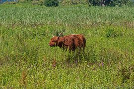 Scottish Highlander on Tiengemeten by Merijn Loch
