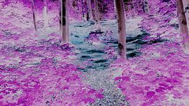 Farben im Wald van Jenny Heß