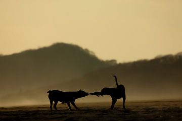 Dog's fight for a girls shirt on the beach