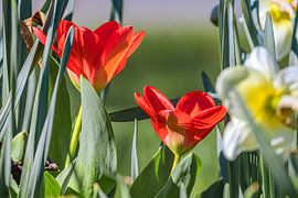 Red tulips in the spring garden by Photoart-Naegele
