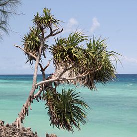 Wuivende palm aan het strand in Zanzibar van Patsy Van den Broeck