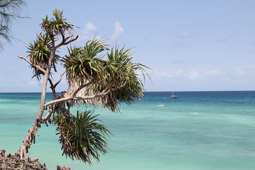 Wuivende palm aan het strand in Zanzibar