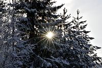Sunshine
