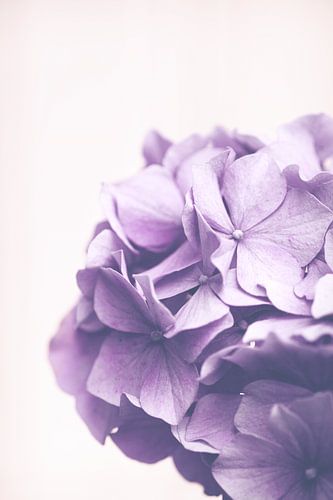 Lila Hortensia bloemen op zacht roze