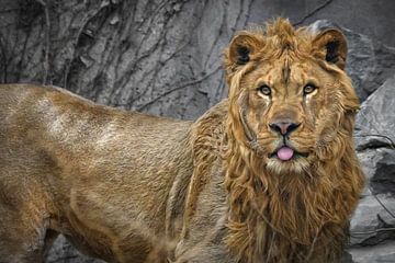 Blond lion with protruding tongue by Chihong