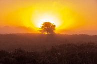 Zonsopkomst, zonsondergang, hei, mist, nevel, kleurrijk, Drenthe, Exloo, Poolshoogte, heidevelden, s van Gert Hilbink thumbnail