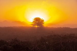Sonnenaufgang, Sonnenuntergang, Heidekraut, Nebel, bunt, Drenthe, Exloo, Poolshoogte, Heide, s