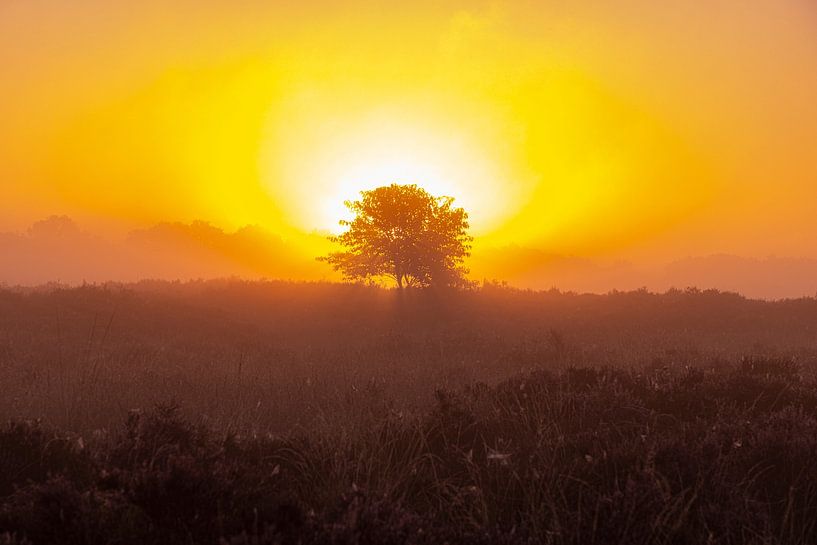 Zonsopkomst, zonsondergang, hei, mist, nevel, kleurrijk, Drenthe, Exloo, Poolshoogte, heidevelden, s van Gert Hilbink