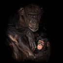 Moeder en kind chimpansee van gea strucks thumbnail