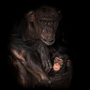 Moeder en kind chimpansee