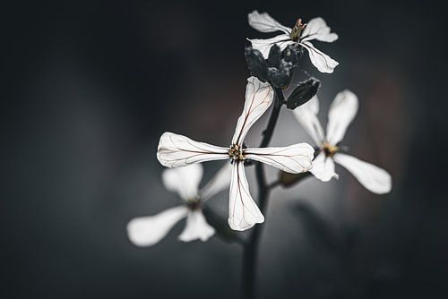 White wildflower