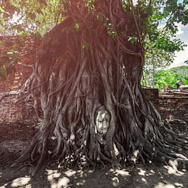 Budha in Tree sur Jesse Kraal