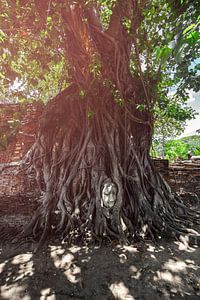 Budha in Tree von Jesse Kraal