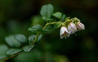 Macrofotografie van bloem