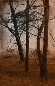 Wald im dunklen Herbst