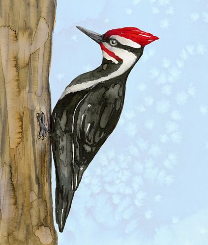 Noord-Amerikaanse helmspecht aquarel