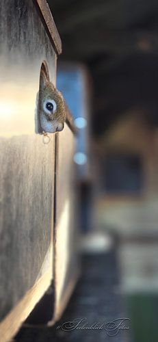 The little scout squirrel peeks out of his box