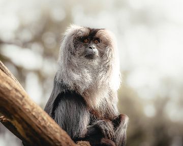 Lion-tailed macaque by Lynn Meijer