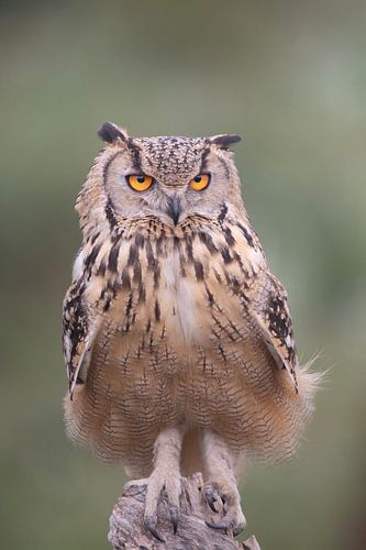 De wijze blik van een Oehoe