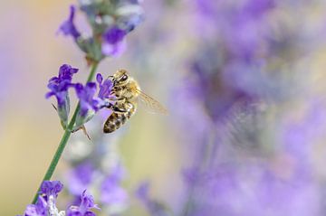 Biene auf Lavendel von Mark Bolijn