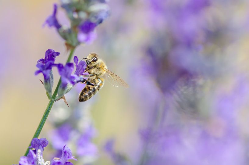 Biene auf Lavendel von Mark Bolijn