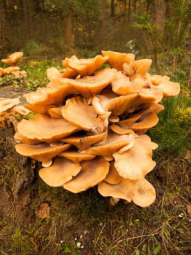 Boeket van paddestoelen