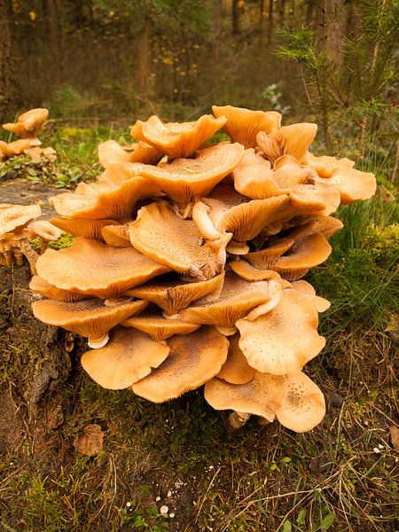 Boeket van paddestoelen by Rinke Velds