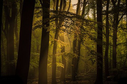 Leuvenumse bos Ermelo