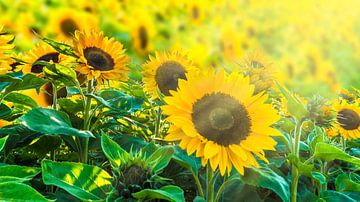 zonnebloemveld in de zon van Dörte Bannasch