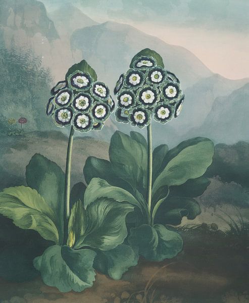 A Group Of Auriculas, Robert John Thornton by Masterful Masters