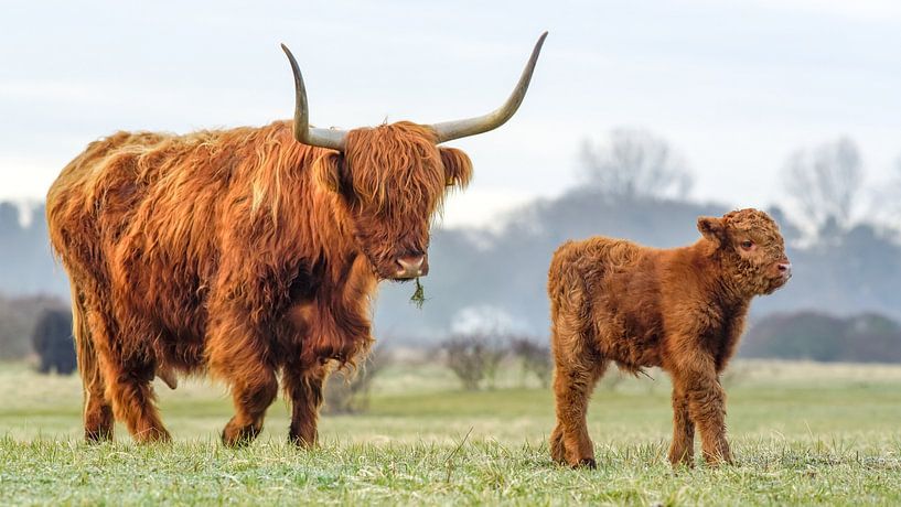 Schotse hooglander met jong van Dirk van Egmond