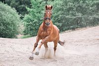 galopperend paard