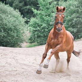 galopperend paard von Lisan Geerts
