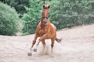 galopperend paard van Lisan Geerts